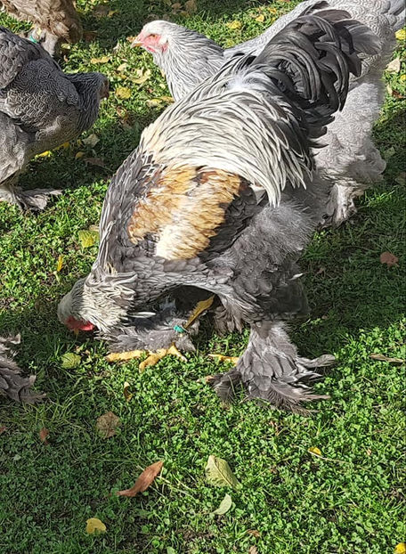  - a__Pui si tineret brahma 2019
