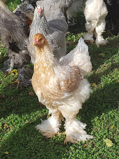  - a__Pui si tineret brahma 2019