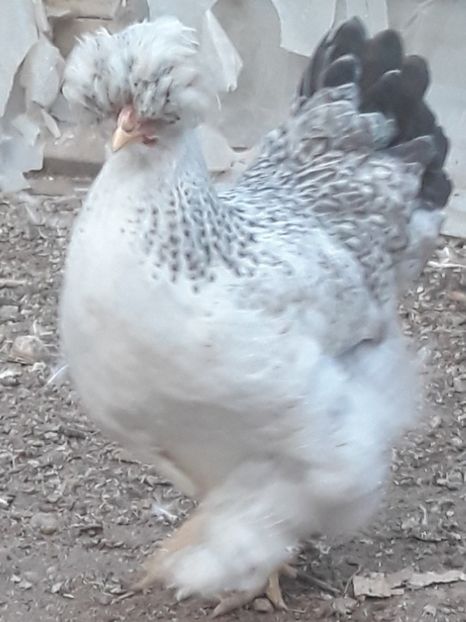  - Gaini motate barboase