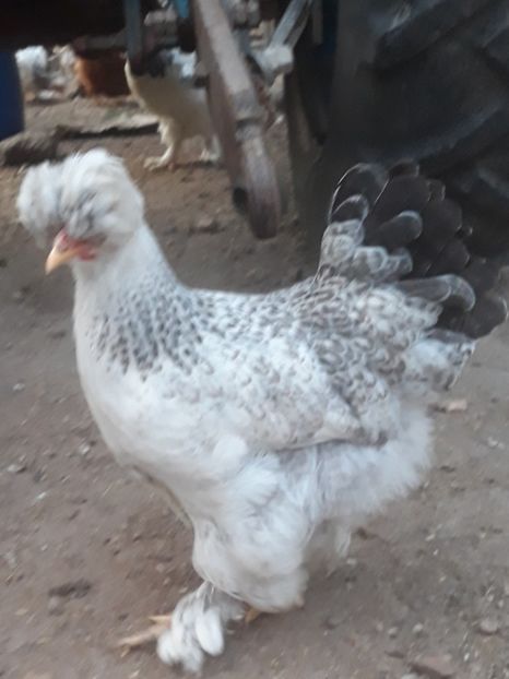  - Gaini motate barboase