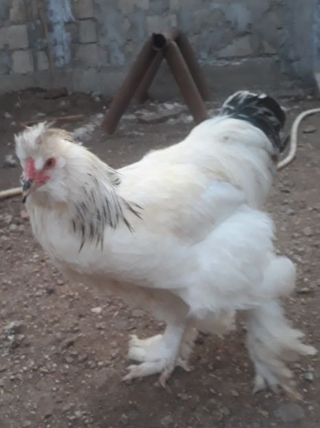  - Gaini motate barboase