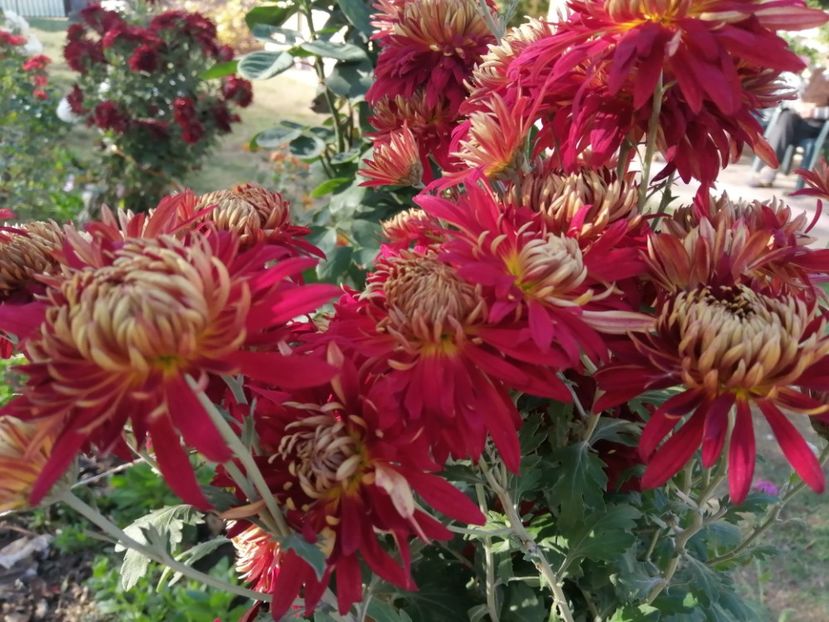  - Crizanteme si tufanele