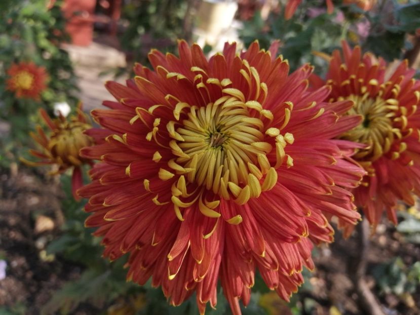  - Crizanteme si tufanele