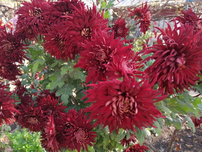  - Crizanteme si tufanele
