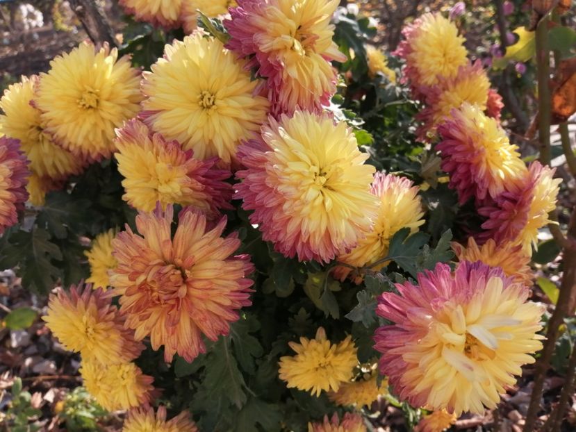  - Crizanteme si tufanele