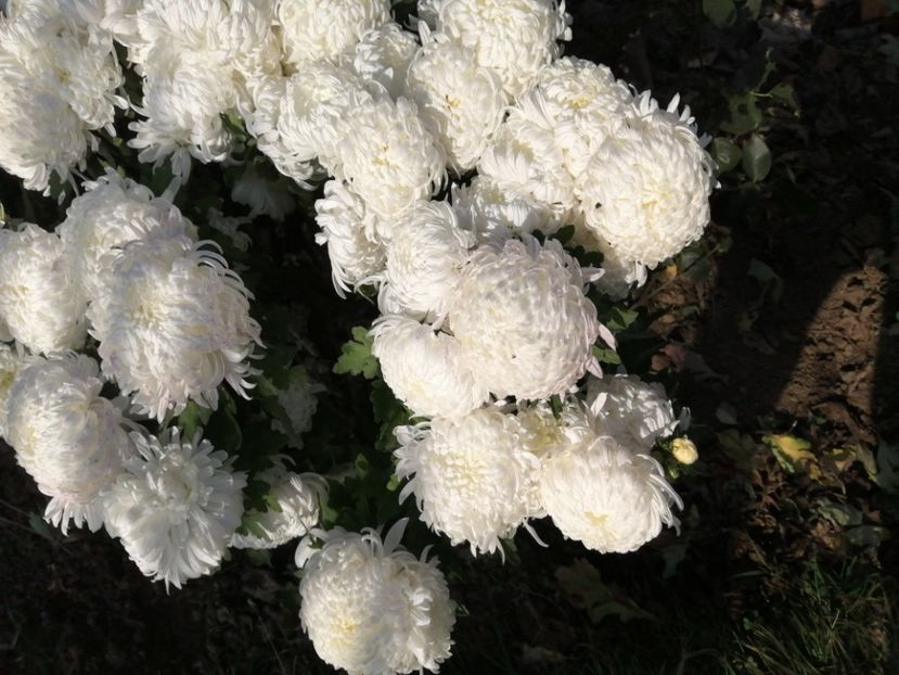  - Crizanteme si tufanele