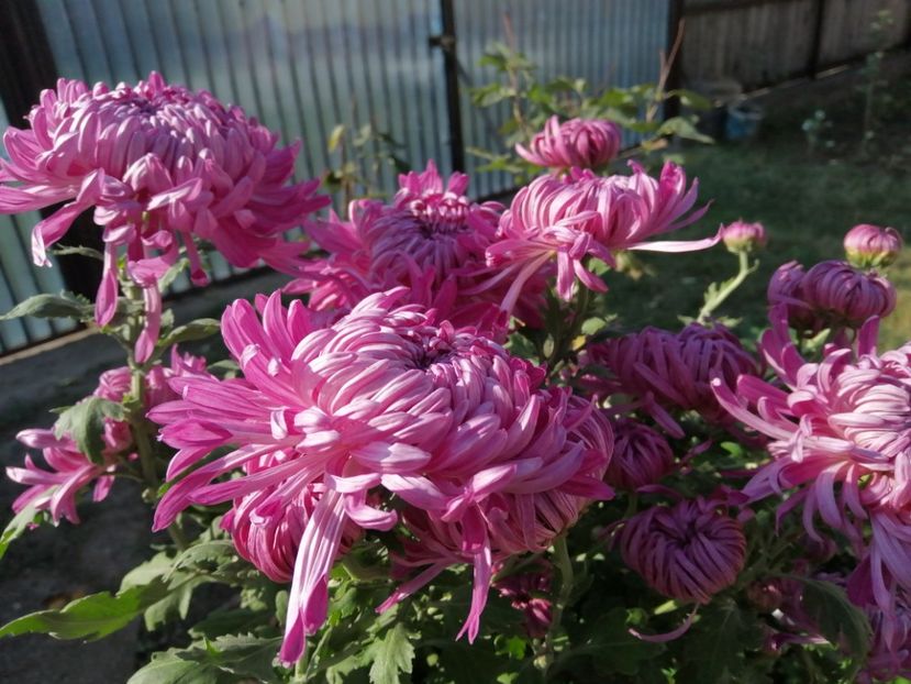  - Crizanteme si tufanele