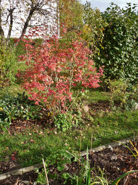 © - 2019 - 03 - Toamna