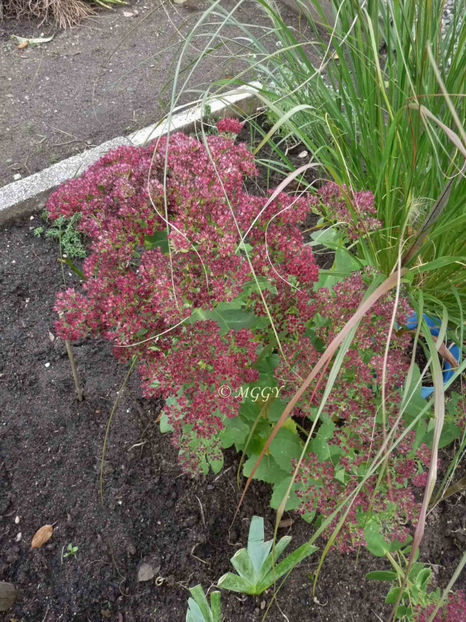 © - 2019 - 03 - Toamna