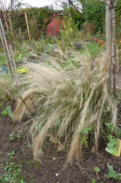 © - 2019 - 03 - Toamna