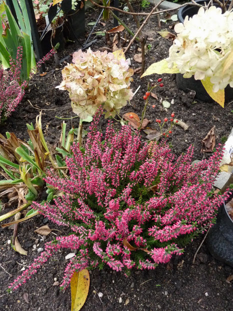 © - 2019 - 03 - Toamna