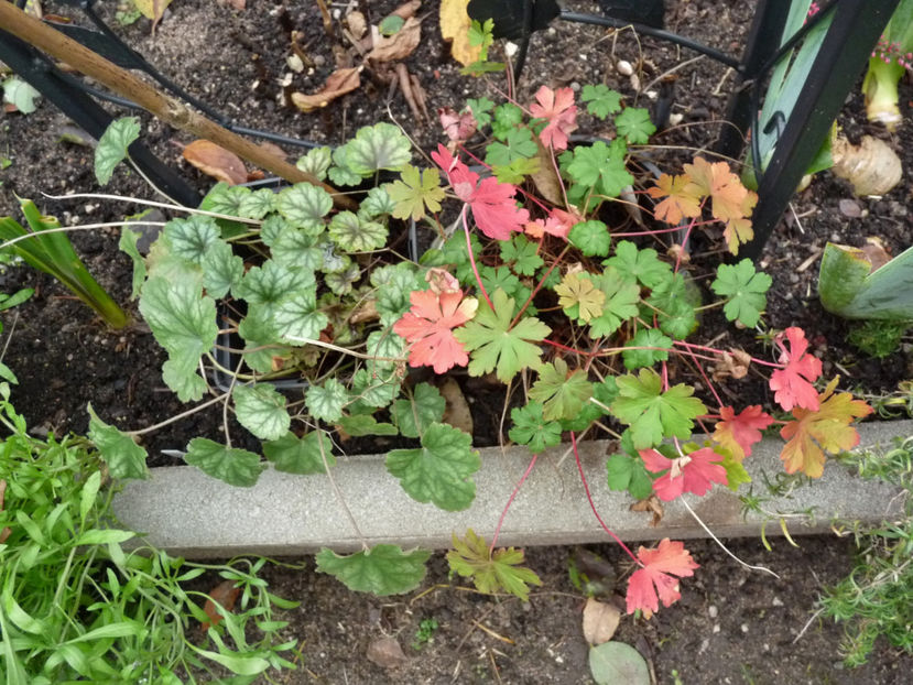 © - 2019 - 03 - Toamna