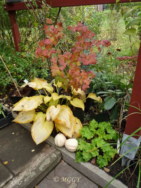 © - 2019 - 03 - Toamna