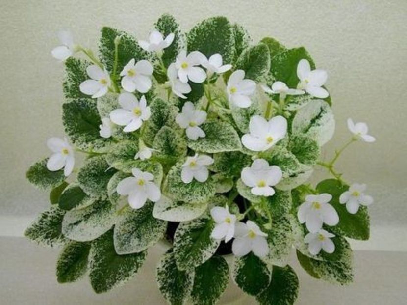 Alan s Fallen Angel - 000 A ALE MELE VIOLETE