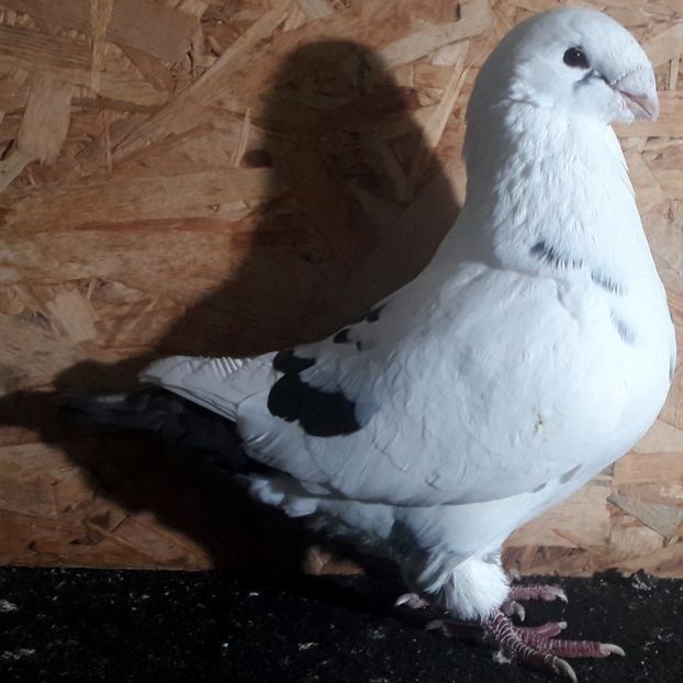  - 3---AGH DAȚI 2019 - 2025