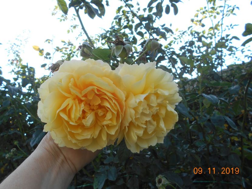 graham thomas - 2Toamna 2019