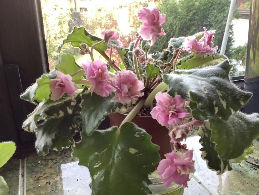  - Gemcraft Pink Pearl