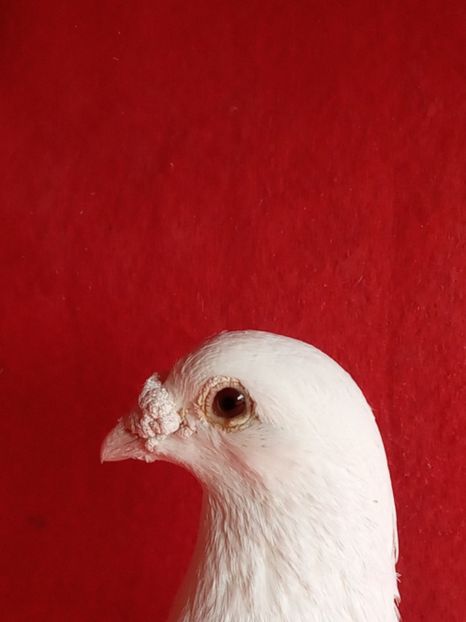  - Voiajori albi sport