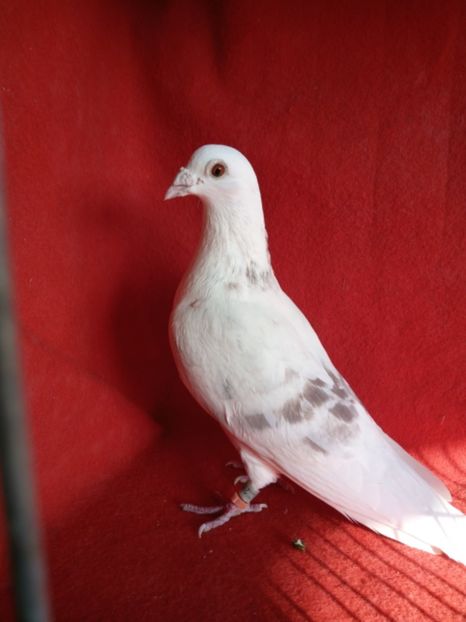  - Voiajori albi sport