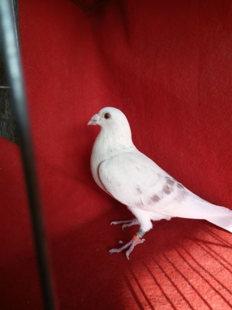  - Voiajori albi sport