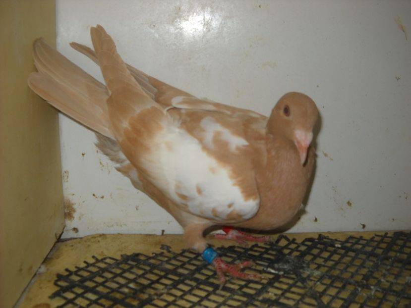  - PORUMBEI VANDUTI 2