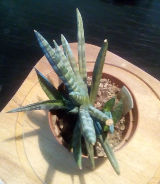 Sansevieria Boncel - 09-10-019 - Sansevieria Boncel