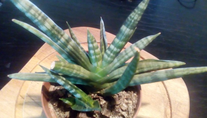 Sansevieria Boncel1 - 09-10-019 - Sansevieria Boncel