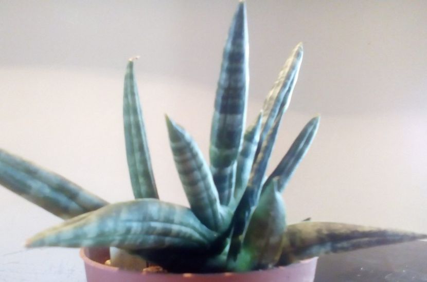 Sansevieria Boncel2 - 09-10-019 - Sansevieria Boncel