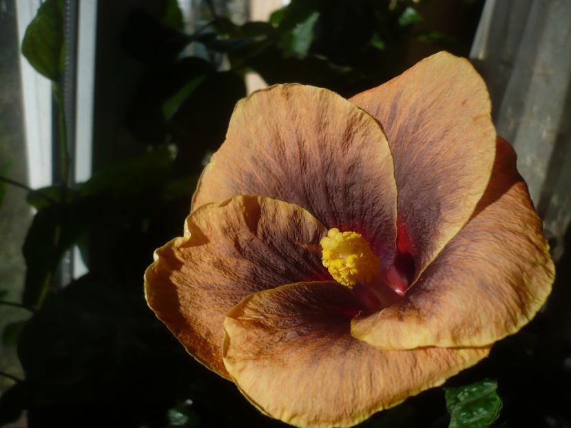 P1430250 - HIBISCUSI 2019-3