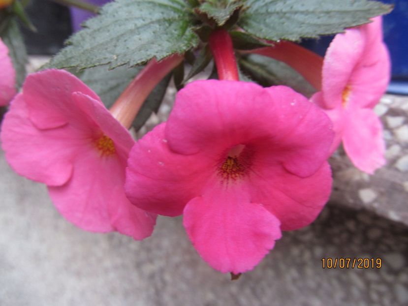  - ACHIMENES 2020 - VANZARI HIBRIZI