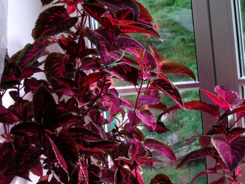  - dragostea  de natura