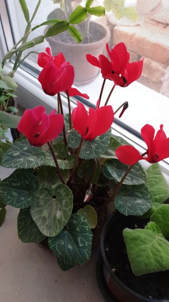 IMG-20191109-WA0004 - Flori 2019