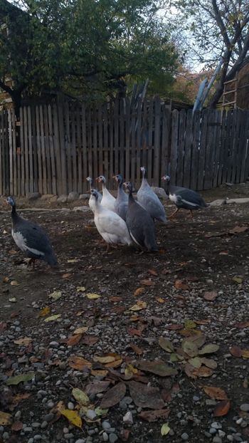 57c43902-b09b-42a3-bfb8-6ed4312c987f - Bibilici