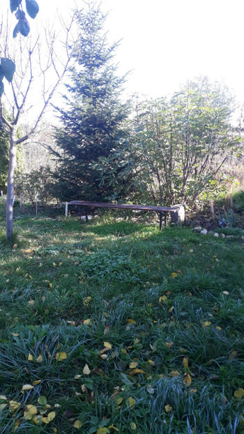  - Gradina si trandafirii 2019-toamna