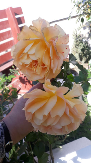  - Gradina si trandafirii 2019-toamna