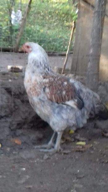  - OGRADA 2019