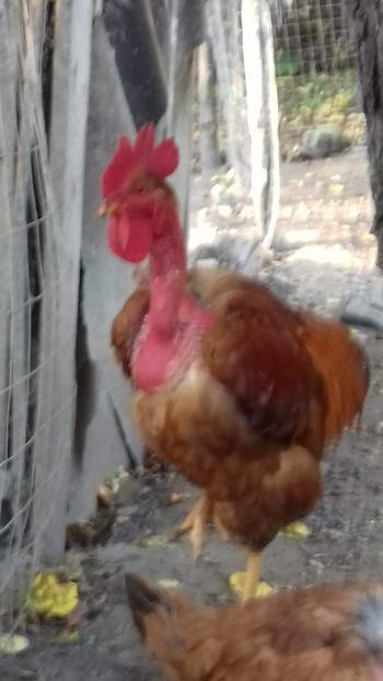  - OGRADA 2019