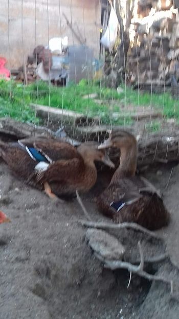  - OGRADA 2019
