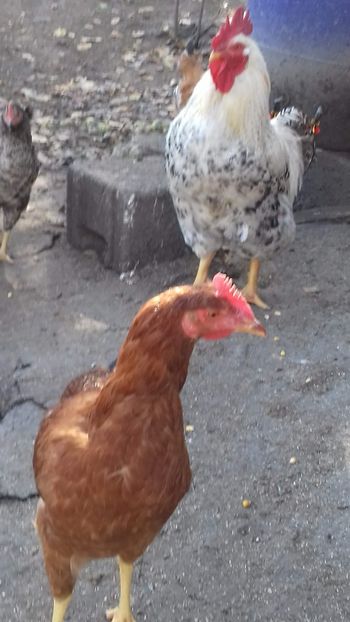  - OGRADA 2019