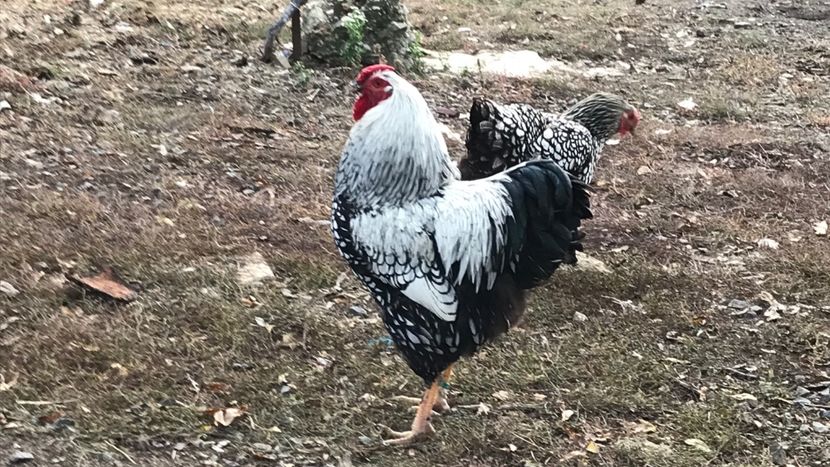 2019 - Wyandotte argintiu 2019