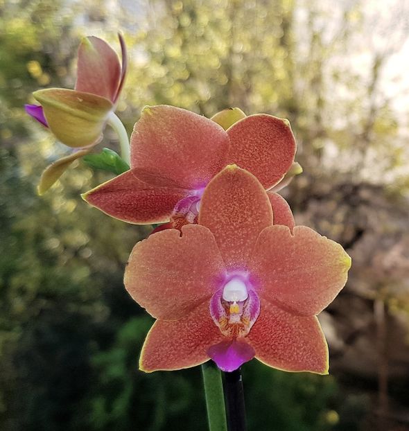  - Phalaenopsis 1
