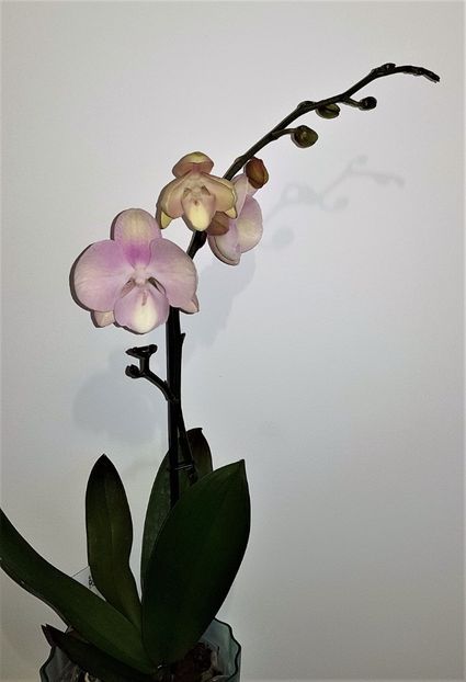  - Phalaenopsis 1