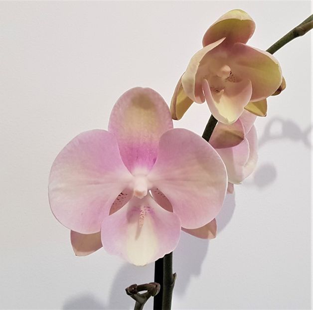  - Phalaenopsis 1