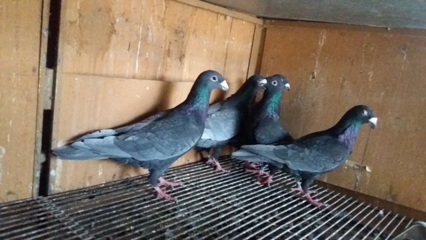  - ANDALUZI HOMOZIGOTI