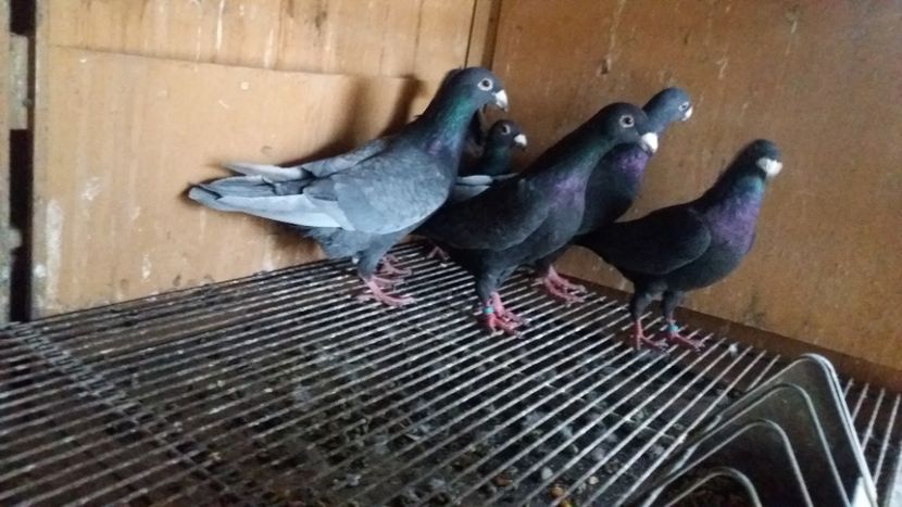  - ANDALUZI HOMOZIGOTI