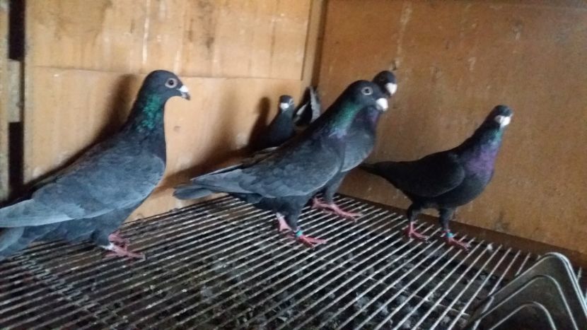  - ANDALUZI HOMOZIGOTI