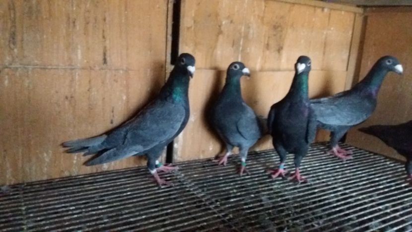  - ANDALUZI HOMOZIGOTI