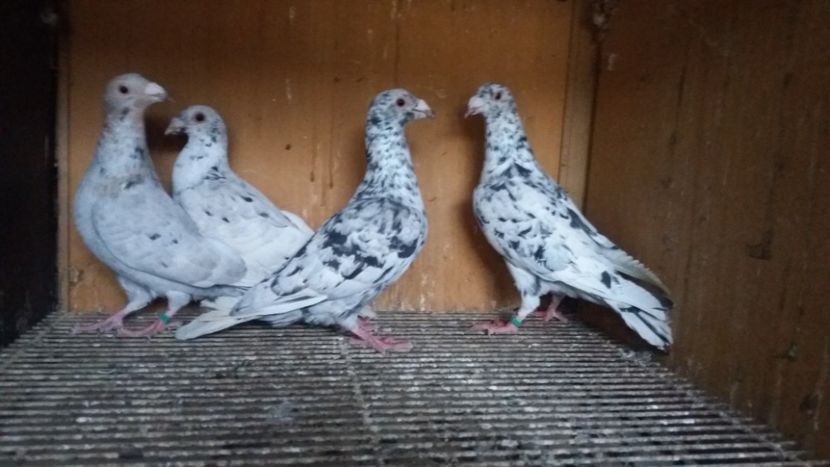  - ANDALUZI HOMOZIGOTI