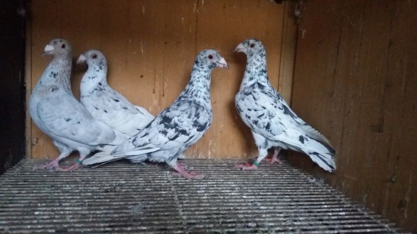  - ANDALUZI HOMOZIGOTI