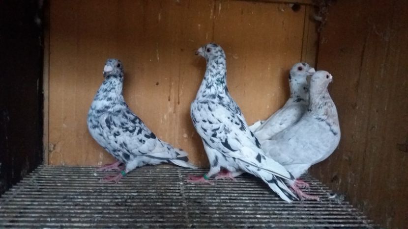  - ANDALUZI HOMOZIGOTI